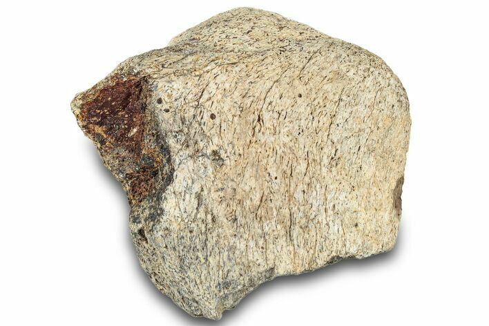 Dinosaur (Triceratops) Frill Shield Section - Montana #321994